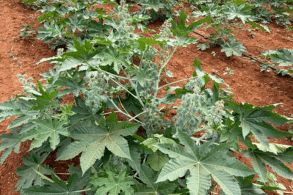 Foto4 (293 x 195 px).png