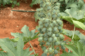 Foto3 (293 x 195 px).png