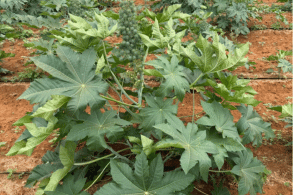 foto 1 real (293 x 195 px).png