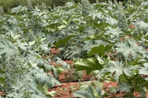 Foto5 (293 x 195 px).png